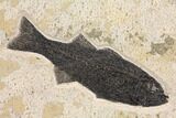 Wide Green River Fossil Fish Mural With Huge Priscacara #151926-3